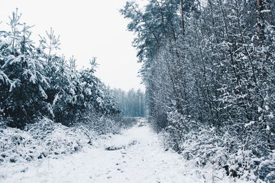 Scenic view of landscape