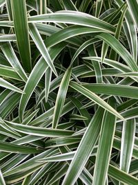 Full frame shot of plants growing on field