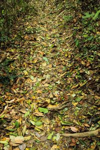 Leaves on field