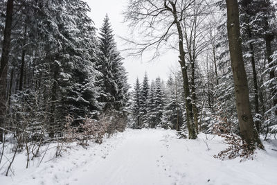 Trees on snow covered field during winter