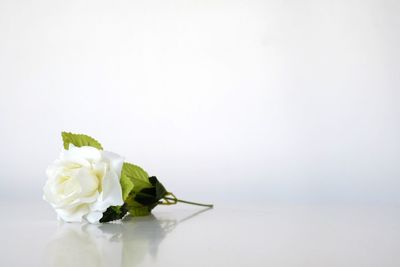 Close-up of roses against white background