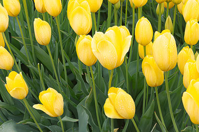 Close-up of yellow flowering plants