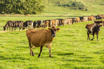 Cow grazing on grassy field