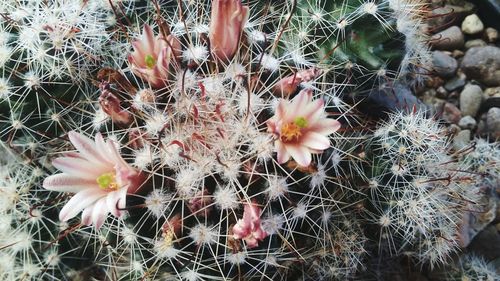Close-up of pink flowers