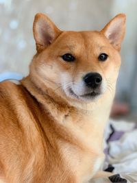 Close-up portrait of a dog