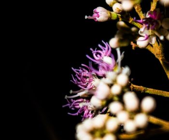 Close-up of purple flowers at night