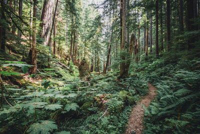 Trees in forest