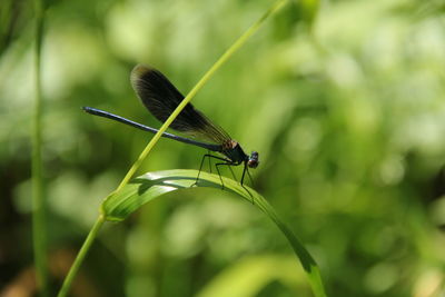 Close-up of grasshopper