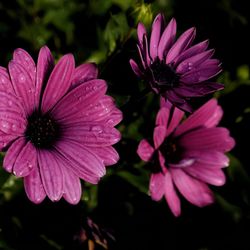 Close-up of pink flowers blooming outdoors