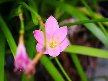 Close-up of pink lotus water lily