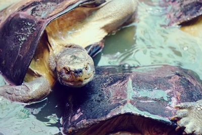 Close-up of turtle in water