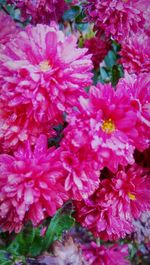 Close-up of pink flower