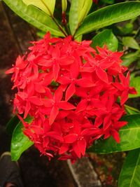 Close-up of red flowering plant