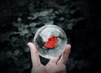 Close-up of person hand holding crystal ball