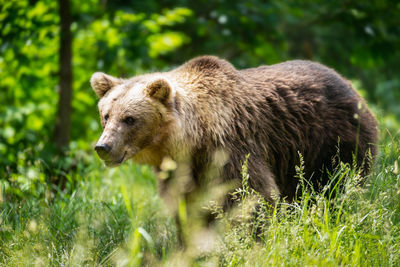 View of an animal on grass