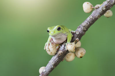 Close-up of frog on branch