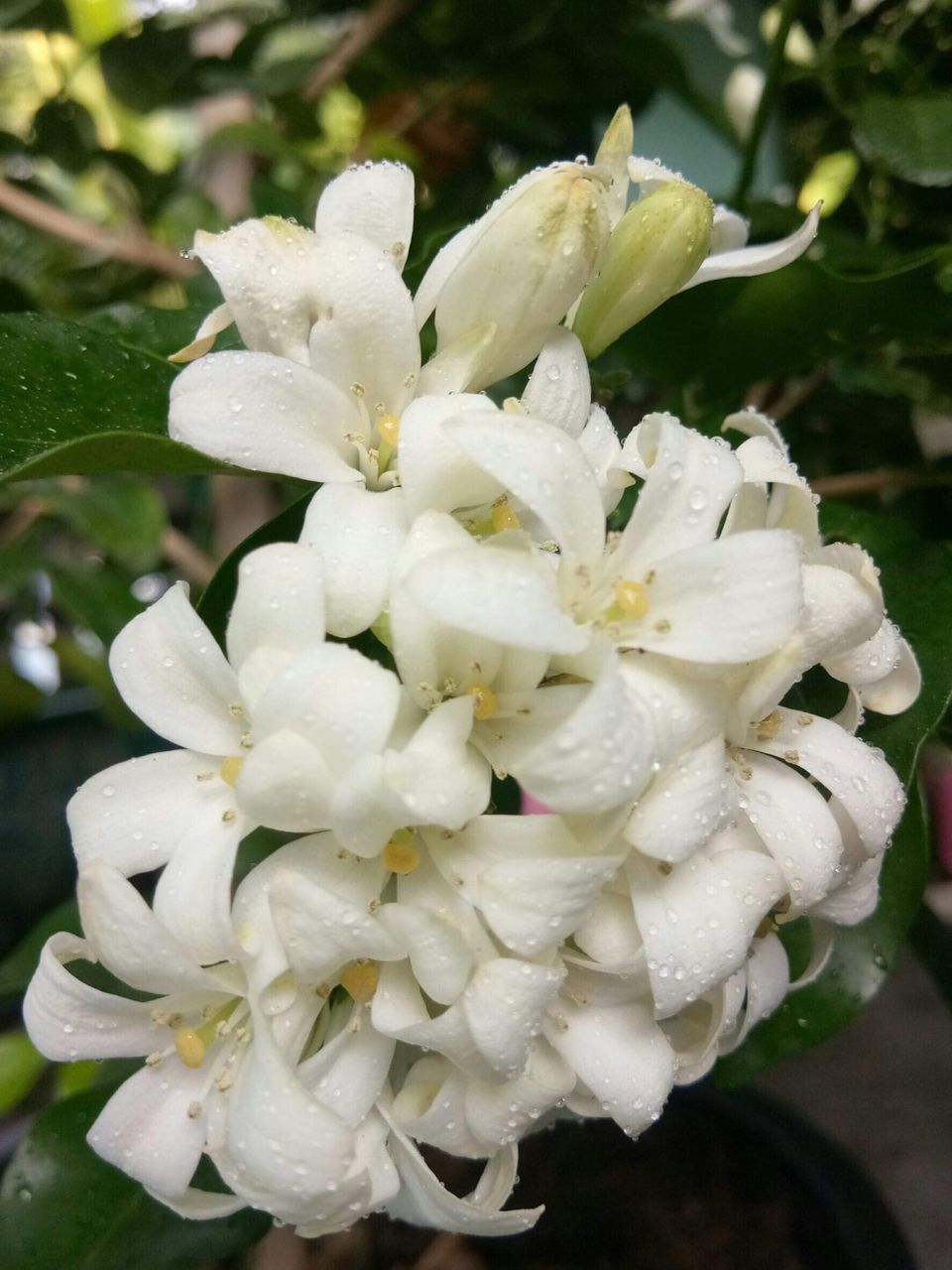 CLOSE-UP OF WET WHITE ROSE FLOWERS