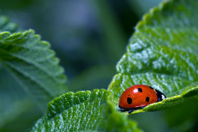 Close-up of ladybug on leaf