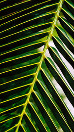 Full frame shot of palm tree