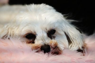 Close-up of a dog