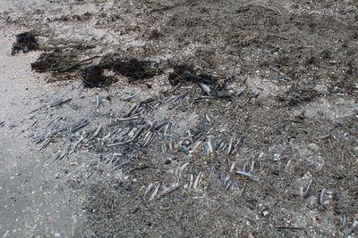 Full frame shot of lizard