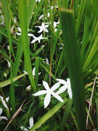 High angle view of white flowers blooming outdoors