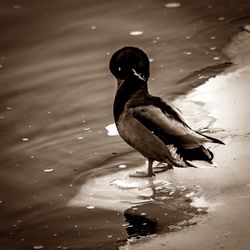 Close-up of bird perching on sand