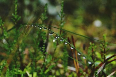 Close-up of raindrops on leaf