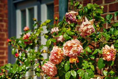 Close-up of flowering plants