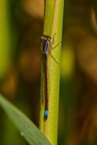 Close-up of dragonfly on leaf