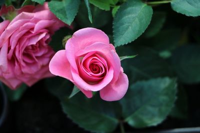 Close-up of pink rose blooming outdoors