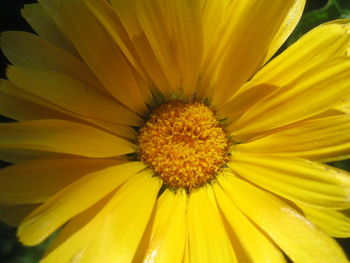 Close-up of yellow flower