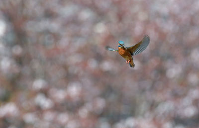 Close-up of bird flying against blurred background