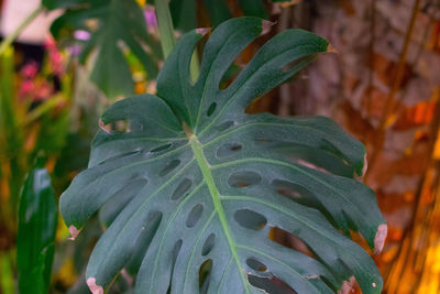 Full frame shot of plants