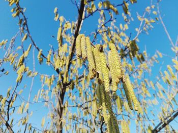 Bees on hazelnut stems uppon blue sky