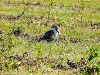 Side view of bird perching on land