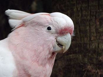 Close-up of a bird