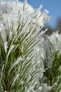 Close-up of snow on grass