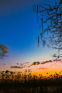 Silhouette bare tree on field against sky at sunset