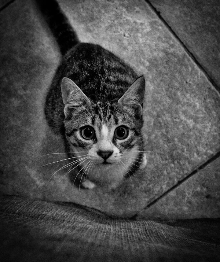 CLOSE-UP PORTRAIT OF CAT ON FLOOR