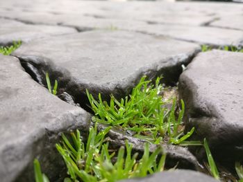 Close-up of plants growing outdoors