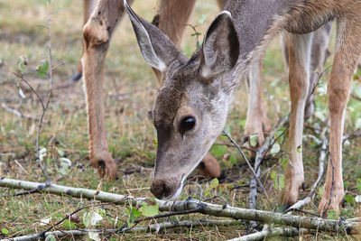 Deer in a field