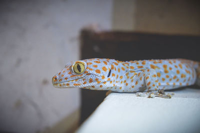 Close-up of a lizard