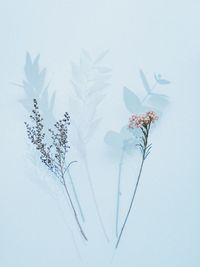 Close-up of plant against white background