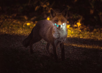 Red fox photographed from the house window. beautiful evening sunlight, italy