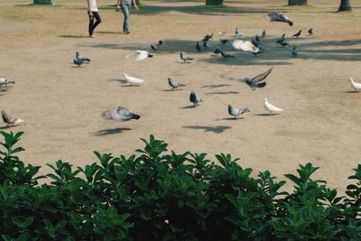 Birds on grass