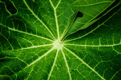 Close-up of fresh green leaf