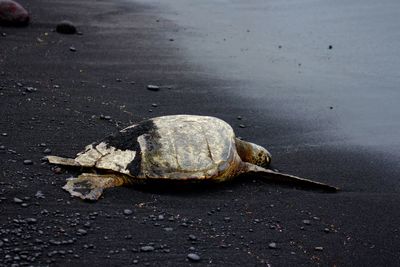 Close-up of dead tortoise on shore at beach