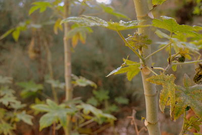 Close-up of leaves on plant
