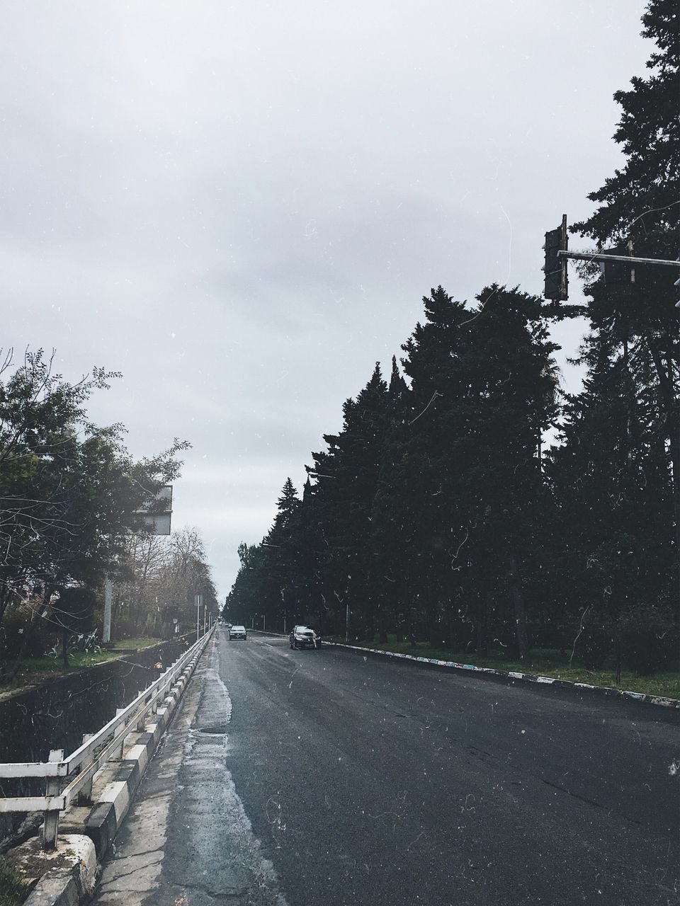 tree, the way forward, nature, sky, transportation, growth, wet, no people, outdoors, water, day, road, rainy season, beauty in nature